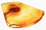 Fossil Gnat (Mycetophilidae) w/ Attached Phoretic Mite in Baltic Amber #367330-2
